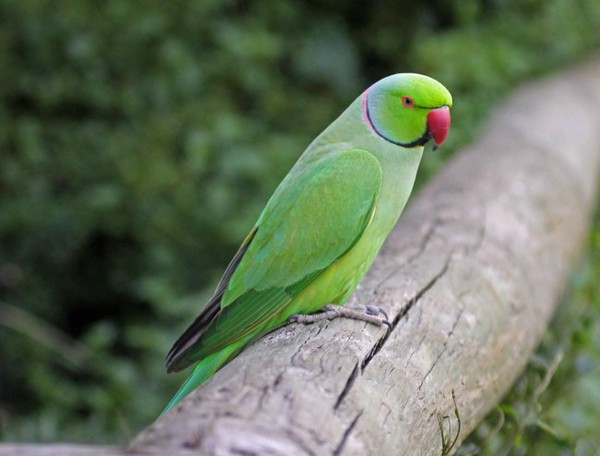 Фото Ожереловый попугай